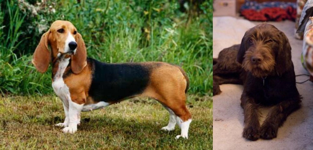 Pudelpointer vs Basset Artesien Normand - Breed Comparison