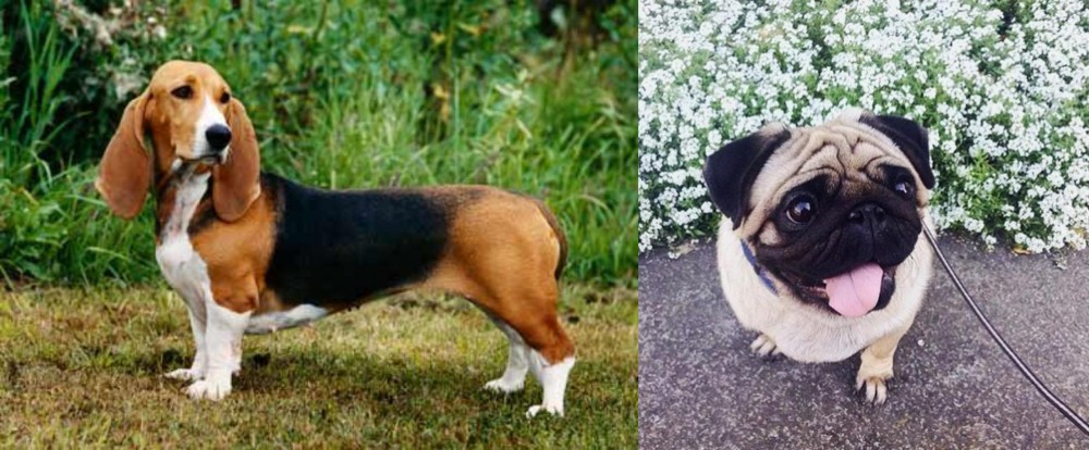 Pug vs Basset Artesien Normand - Breed Comparison