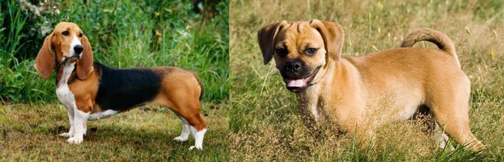 Puggle vs Basset Artesien Normand - Breed Comparison