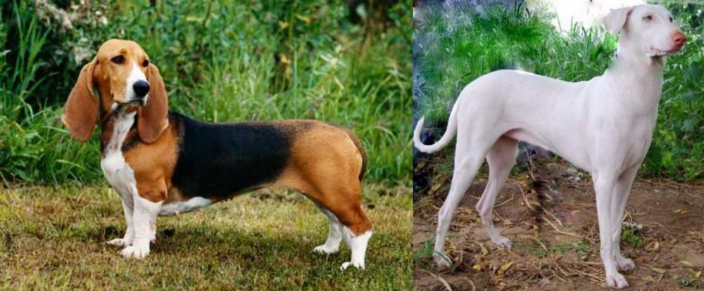 Rajapalayam vs Basset Artesien Normand - Breed Comparison