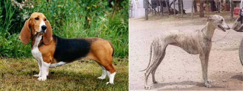 Rampur Greyhound vs Basset Artesien Normand - Breed Comparison