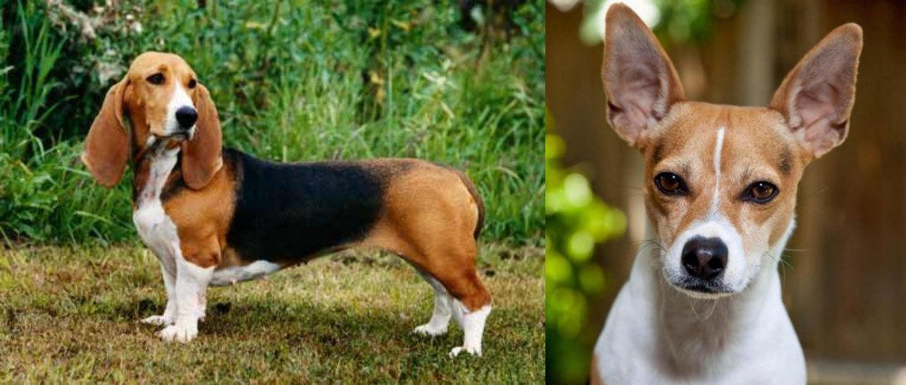Rat Terrier vs Basset Artesien Normand - Breed Comparison