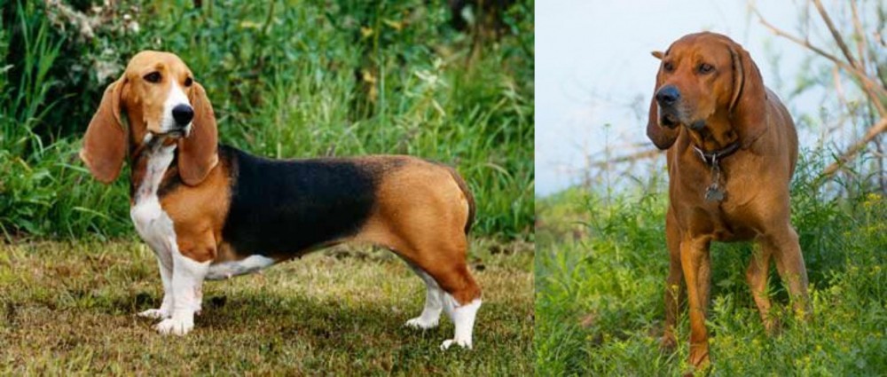Redbone Coonhound vs Basset Artesien Normand - Breed Comparison