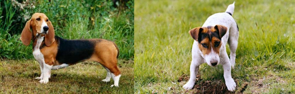 Russell Terrier vs Basset Artesien Normand - Breed Comparison