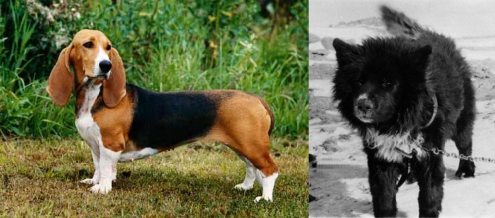 Sakhalin Husky vs Basset Artesien Normand - Breed Comparison