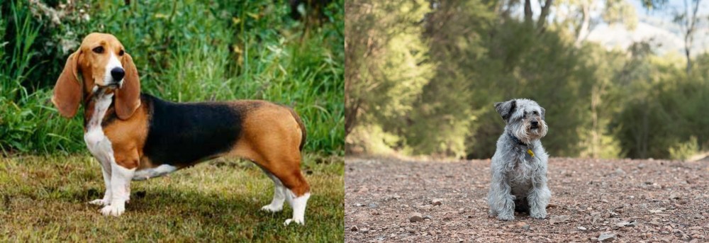 Schnoodle vs Basset Artesien Normand - Breed Comparison
