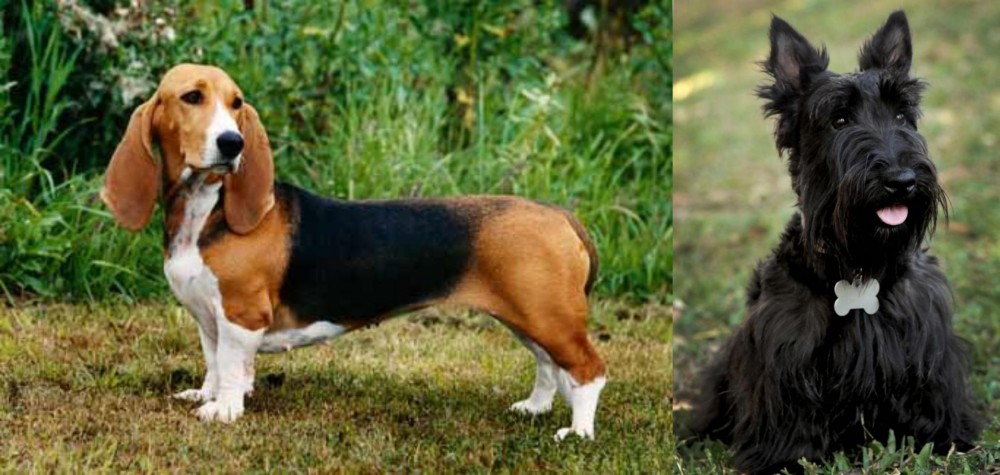 Scoland Terrier vs Basset Artesien Normand - Breed Comparison