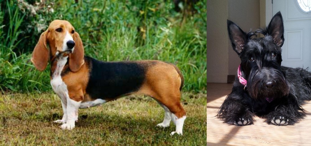 Scottish Terrier vs Basset Artesien Normand - Breed Comparison