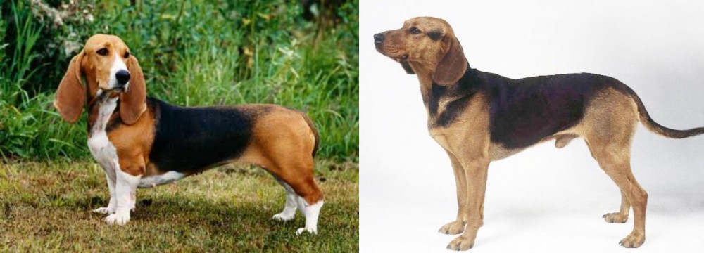 Serbian Hound vs Basset Artesien Normand - Breed Comparison