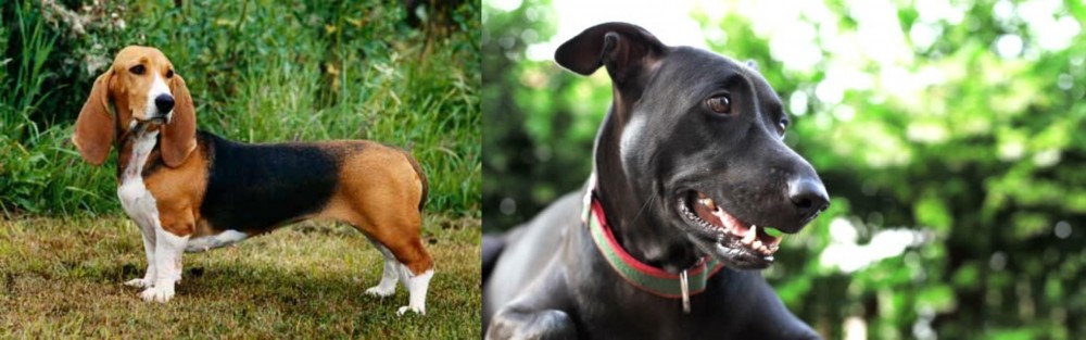 Shepard Labrador vs Basset Artesien Normand - Breed Comparison