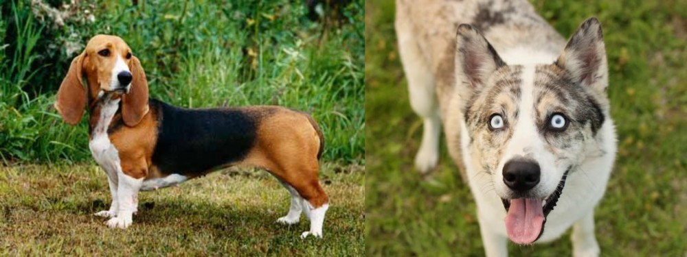 Shepherd Husky vs Basset Artesien Normand - Breed Comparison