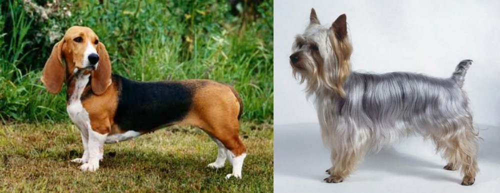 Silky Terrier vs Basset Artesien Normand - Breed Comparison