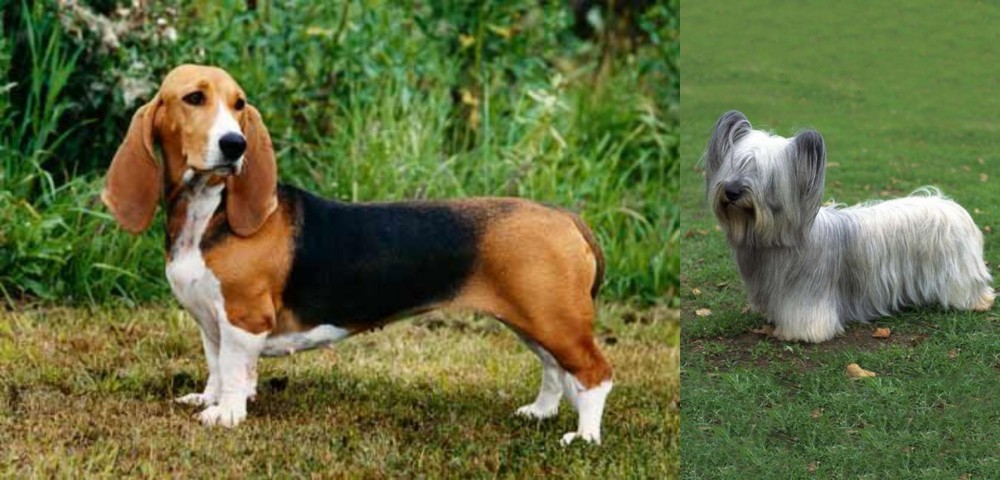 Skye Terrier vs Basset Artesien Normand - Breed Comparison