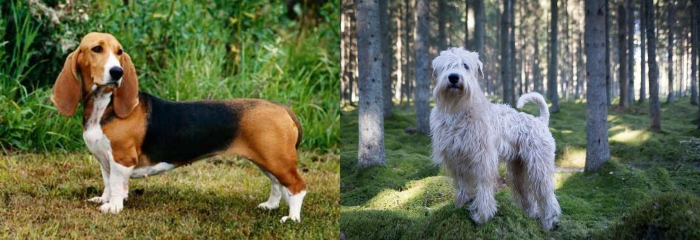 Soft-Coated Wheaten Terrier vs Basset Artesien Normand - Breed Comparison