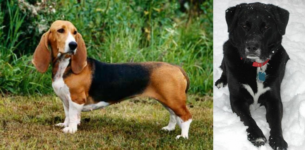 St. John's Water Dog vs Basset Artesien Normand - Breed Comparison