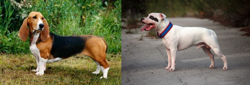 Staffordshire Bull Terrier vs Basset Artesien Normand - Breed Comparison