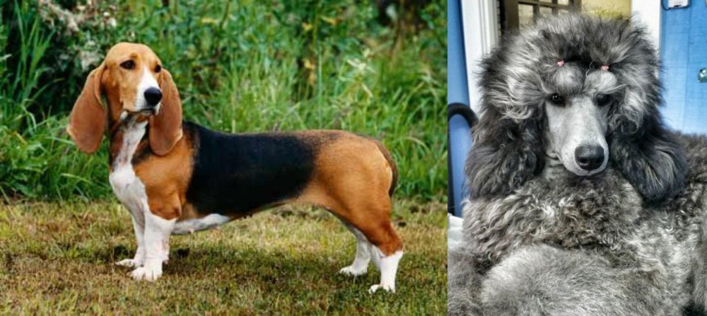 Standard Poodle vs Basset Artesien Normand - Breed Comparison