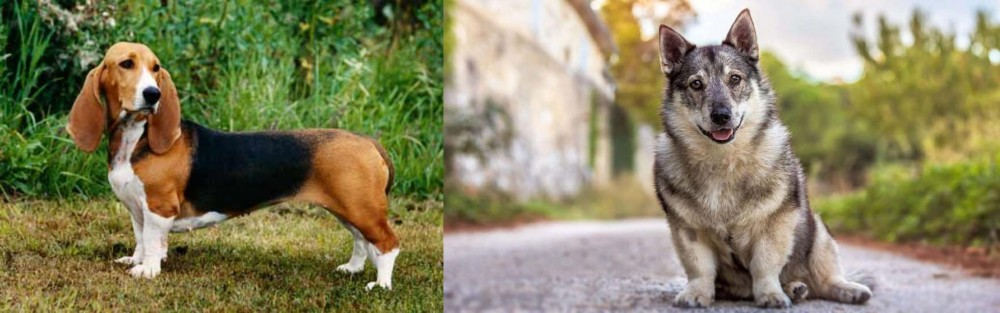 Swedish Vallhund vs Basset Artesien Normand - Breed Comparison