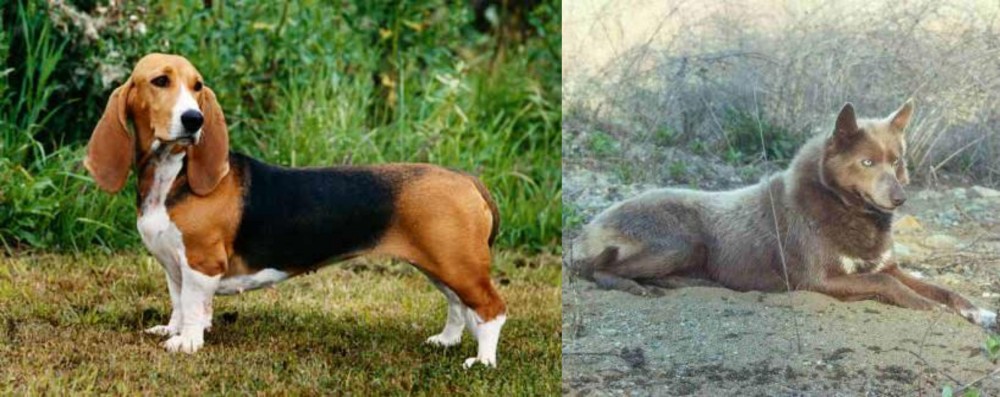 Tahltan Bear Dog vs Basset Artesien Normand - Breed Comparison