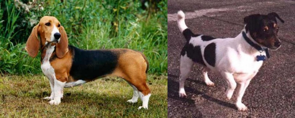 Teddy Roosevelt Terrier vs Basset Artesien Normand - Breed Comparison