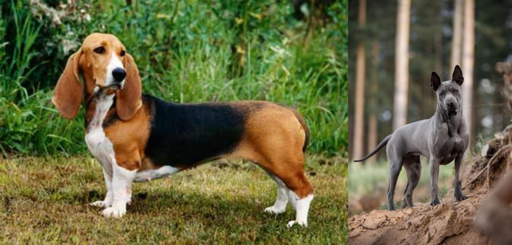 Thai Ridgeback vs Basset Artesien Normand - Breed Comparison