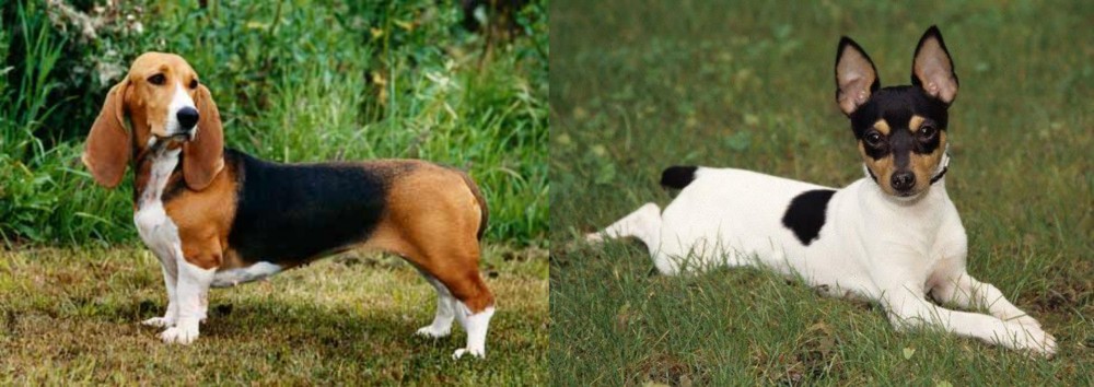 Toy Fox Terrier vs Basset Artesien Normand - Breed Comparison