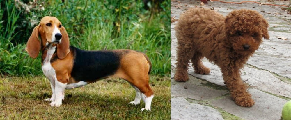 Toy Poodle vs Basset Artesien Normand - Breed Comparison