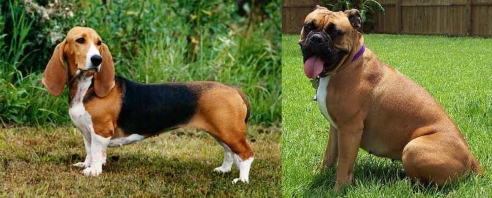 Valley Bulldog vs Basset Artesien Normand - Breed Comparison