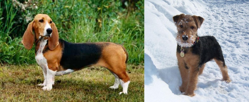 Welsh Terrier vs Basset Artesien Normand - Breed Comparison