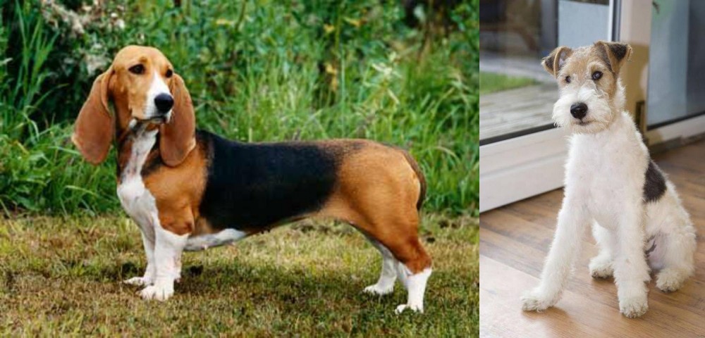 Wire Fox Terrier vs Basset Artesien Normand - Breed Comparison