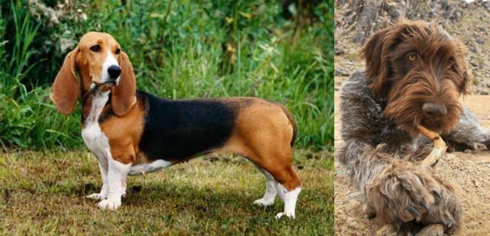 Wirehaired Pointing Griffon vs Basset Artesien Normand - Breed Comparison