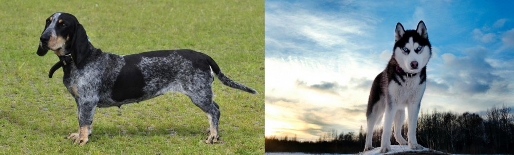 Alaskan Husky vs Basset Bleu de Gascogne - Breed Comparison