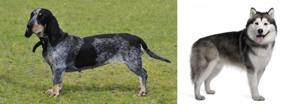 Alaskan Malamute vs Basset Bleu de Gascogne - Breed Comparison