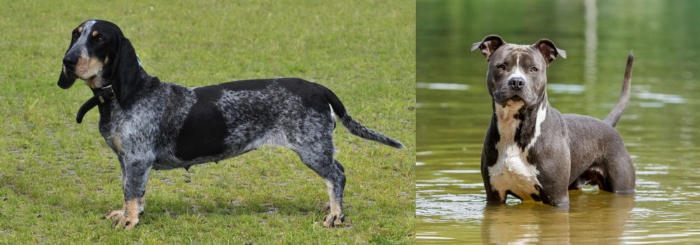 American Staffordshire Terrier vs Basset Bleu de Gascogne - Breed Comparison