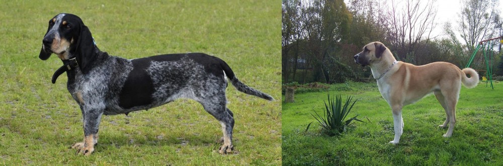 Anatolian Shepherd vs Basset Bleu de Gascogne - Breed Comparison