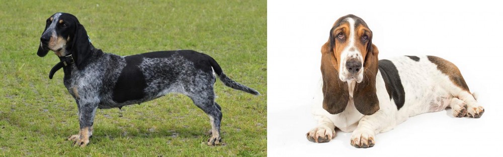 Basset Hound vs Basset Bleu de Gascogne - Breed Comparison