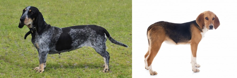 Beagle-Harrier vs Basset Bleu de Gascogne - Breed Comparison