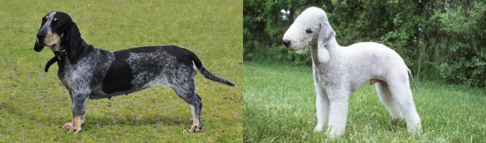 Bedlington Terrier vs Basset Bleu de Gascogne - Breed Comparison
