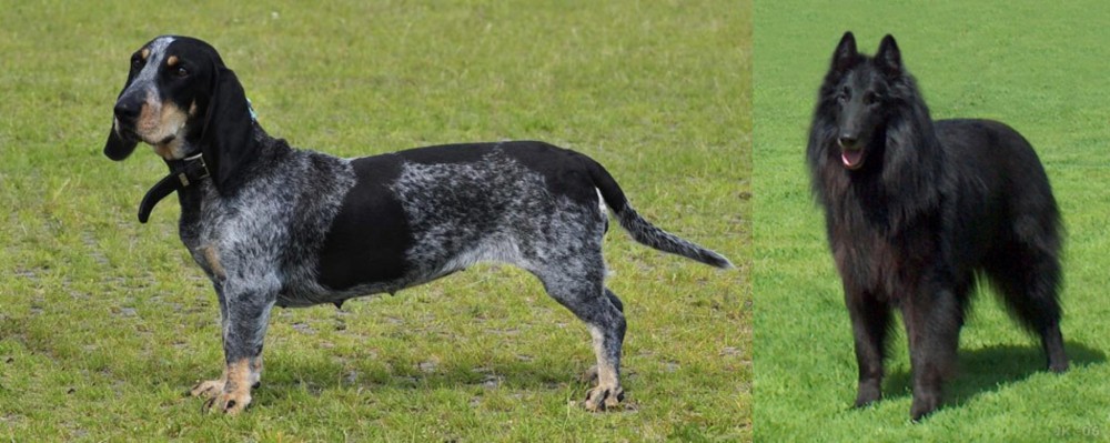 Belgian Shepherd Dog (Groenendael) vs Basset Bleu de Gascogne - Breed Comparison