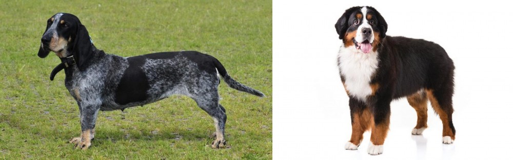 Bernese Mountain Dog vs Basset Bleu de Gascogne - Breed Comparison