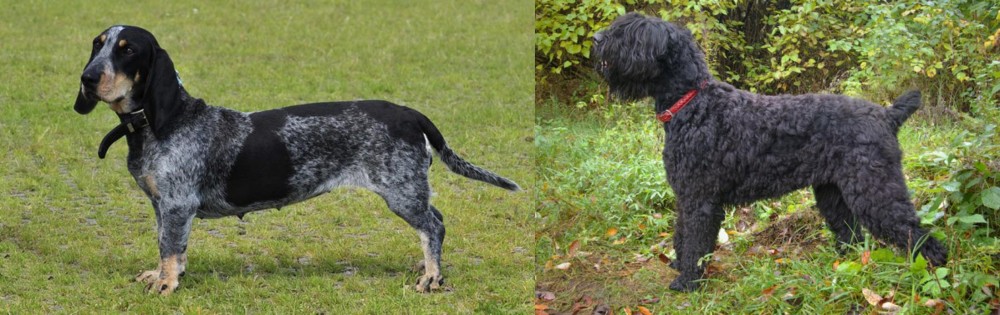 Black Russian Terrier vs Basset Bleu de Gascogne - Breed Comparison