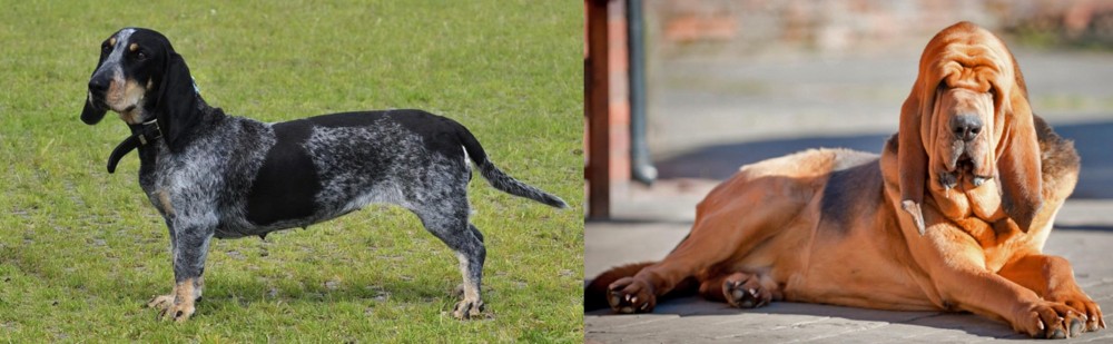 Bloodhound vs Basset Bleu de Gascogne - Breed Comparison