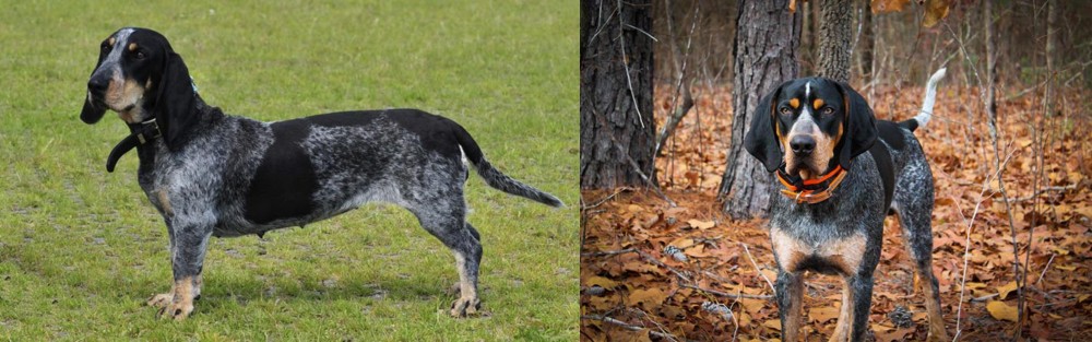 Bluetick Coonhound vs Basset Bleu de Gascogne - Breed Comparison