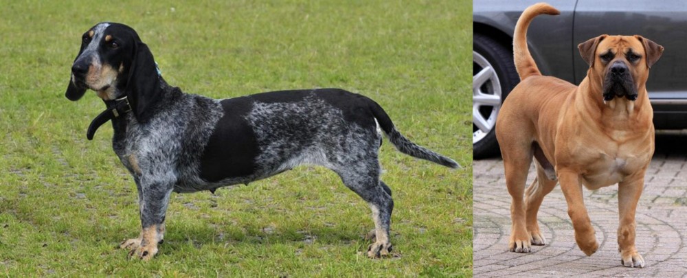 Boerboel vs Basset Bleu de Gascogne - Breed Comparison