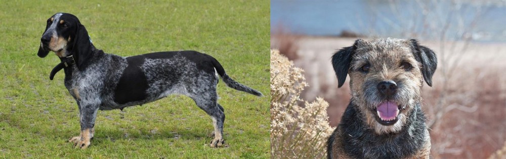 Border Terrier vs Basset Bleu de Gascogne - Breed Comparison