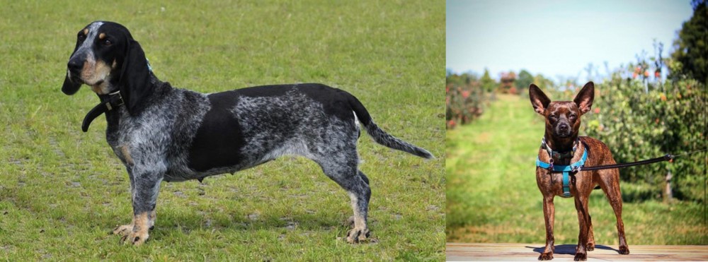 Bospin vs Basset Bleu de Gascogne - Breed Comparison
