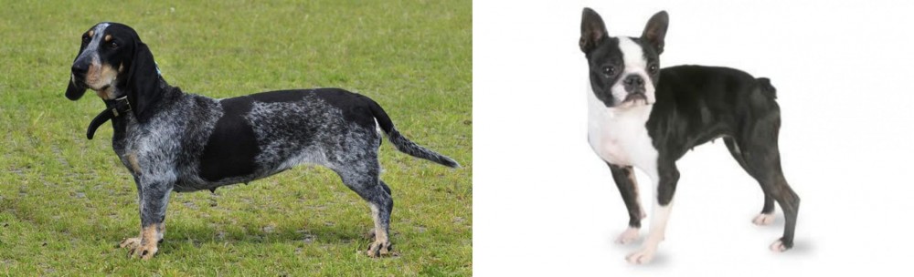 Boston Terrier vs Basset Bleu de Gascogne - Breed Comparison