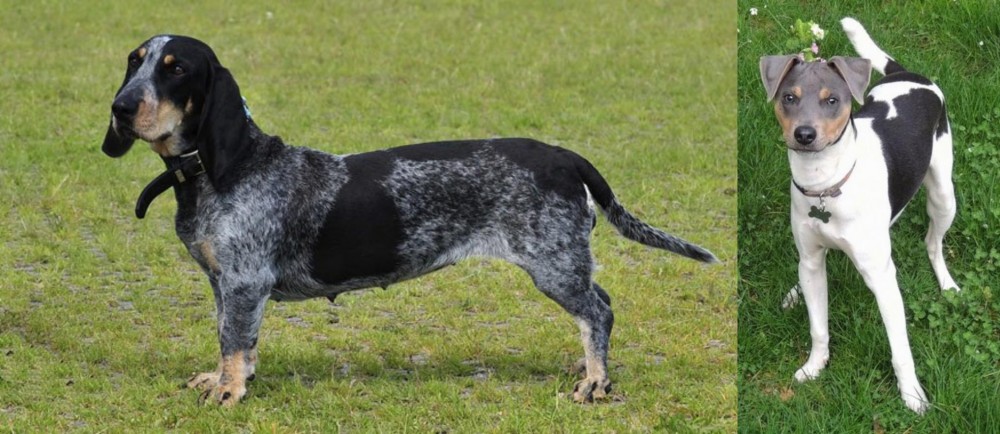 Brazilian Terrier vs Basset Bleu de Gascogne - Breed Comparison