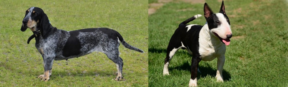 Bull Terrier Miniature vs Basset Bleu de Gascogne - Breed Comparison