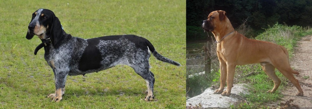 Bullmastiff vs Basset Bleu de Gascogne - Breed Comparison